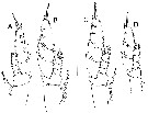Species Bathycalanus unicornis - Plate 6 of morphological figures