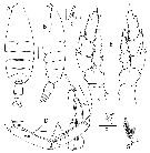 Species Bathycalanus unicornis - Plate 7 of morphological figures
