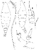 Species Elenacalanus princeps - Plate 7 of morphological figures