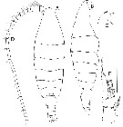 Species Elenacalanus tageae - Plate 1 of morphological figures