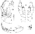 Species Elenacalanus tageae - Plate 6 of morphological figures