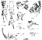 Espèce Bradycalanus typicus - Planche 7 de figures morphologiques