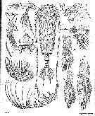 Species Bradycalanus typicus - Plate 9 of morphological figures