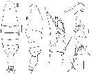 Espèce Bathycalanus richardi - Planche 16 de figures morphologiques