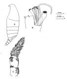 Espèce Onchocalanus trigoniceps - Planche 1 de figures morphologiques