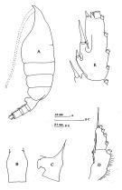 Species Paraeuchaeta hanseni - Plate 6 of morphological figures