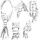 Espèce Pseudocyclops latens - Planche 1 de figures morphologiques