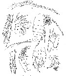 Species Ridgewayia typica - Plate 9 of morphological figures