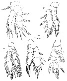 Species Pseudocyclops giussanii - Plate 3 of morphological figures