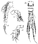 Species Pseudocyclops reductus - Plate 1 of morphological figures