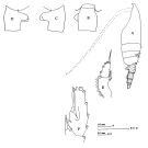 Species Euchaeta spinosa - Plate 4 of morphological figures