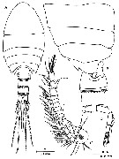 Espèce Pseudocyclops constanzoi - Planche 1 de figures morphologiques