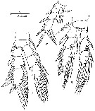 Species Pseudocyclops constanzoi - Plate 4 of morphological figures