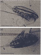 Espèce Calanus glacialis - Planche 21 de figures morphologiques
