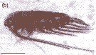 Species Calanus finmarchicus - Plate 33 of morphological figures