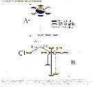 Espèce Nannocalanus minor - Planche 34 de figures morphologiques