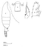Espèce Paraeuchaeta antarctica - Planche 4 de figures morphologiques