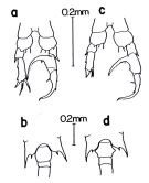Species Centropages furcatus - Plate 4 of morphological figures