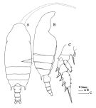 Species Chiridius poppei - Plate 3 of morphological figures