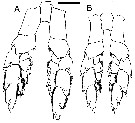 Espèce Megacalanus frosti - Planche 10 de figures morphologiques
