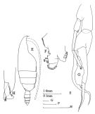 Espèce Euchirella venusta - Planche 3 de figures morphologiques