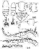 Species Pseudodiaptomus pankajus - Plate 1 of morphological figures