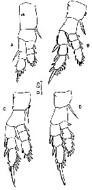 Species Pseudodiaptomus pankajus - Plate 3 of morphological figures