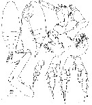Espèce Chiridius gracilis - Planche 19 de figures morphologiques