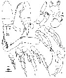 Espèce Chiridius gracilis - Planche 20 de figures morphologiques