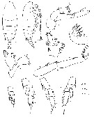 Species Chiridius gracilis - Plate 22 of morphological figures