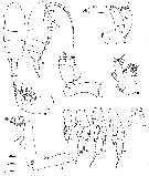 Espèce Chiridius gracilis - Planche 23 de figures morphologiques