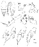 Espèce Chiridius gracilis - Planche 24 de figures morphologiques