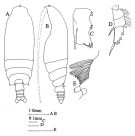 Espèce Gaetanus brevicornis - Planche 4 de figures morphologiques