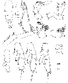 Espèce Chiridius gracilis - Planche 25 de figures morphologiques