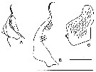 Espèce Canthocalanus pauper - Planche 18 de figures morphologiques