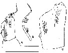 Espèce Calanus finmarchicus - Planche 35 de figures morphologiques