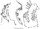 Espèce Neocalanus robustior - Planche 22 de figures morphologiques