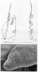 Espèce Bathycalanus richardi - Planche 23 de figures morphologiques