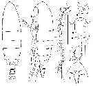 Espèce Calanoides natalis - Planche 1 de figures morphologiques