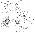 Espèce Calanoides natalis - Planche 3 de figures morphologiques