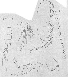 Espèce Calanoides natalis - Planche 19 de figures morphologiques