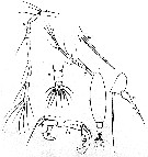 Espèce Acartia (Acartia) nana - Planche 2 de figures morphologiques