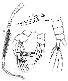 Species Centropages tenuicornis - Plate 1 of morphological figures