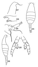 Espèce Euaugaptilus sp.2 - Planche 1 de figures morphologiques