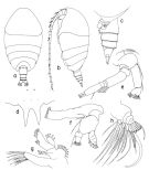 Espèce Phaenna spinifera - Planche 5 de figures morphologiques