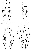 Species Calanus glacialis - Plate 22 of morphological figures