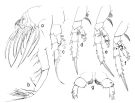 Species Cephalophanes frigidus - Plate 3 of morphological figures