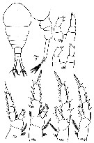 Espèce Temora longicornis - Planche 15 de figures morphologiques