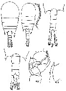 Species Temora stylifera - Plate 34 of morphological figures
