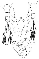 Species Eurytemora affinis - Plate 14 of morphological figures